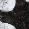 albero